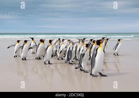 Re pinguini a Volontario Point, Falkland orientale, gennaio 2018 Foto Stock