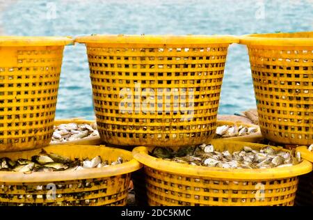 Una pila di pesce appena pescato in cestini di plastica gialla, su un molo in attesa di andare al mercato locale. Foto Stock