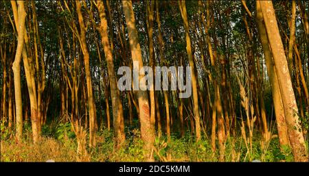 Piantagione con file parallele di alberi di gomma nella luce del sole della mattina presto. Foto Stock