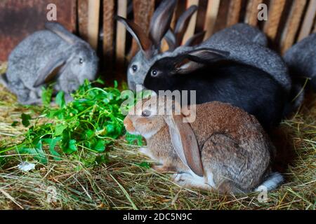 I conigli giovani mangiano l'erba verde in una gabbia. Allevamento di coniglio. Carne dietetica in crescita. Foto Stock