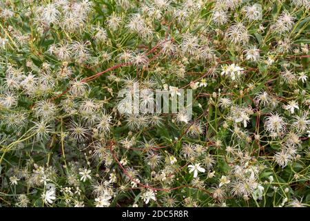 Bianco Clematis vitalba con fiori in fiore e con steli rossi. Foto Stock