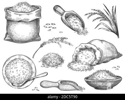 Farina di riso tirata a mano. Incisione retrospettiva di spikelets di cereali di grano, segala, orzo, basmati o riso gelsomino. Grani in sacco e sessola insieme vettoriale Illustrazione Vettoriale