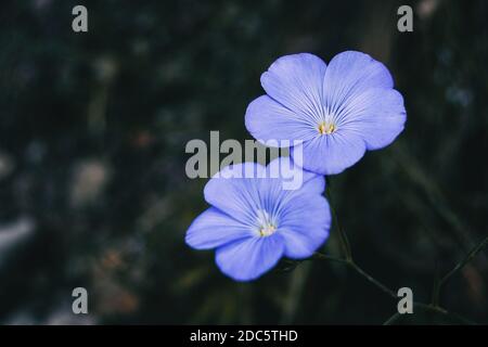 Particolare di due fiori blu di linum narbonense nel selvaggio Foto Stock