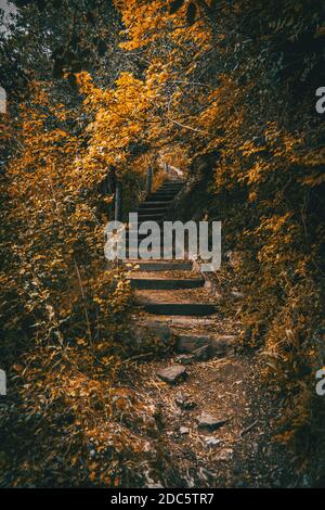 Una scala in legno che va in profondità nella foresta circondata da fogliame giallo denso Foto Stock