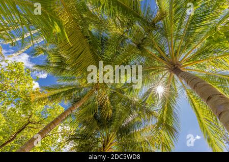 Rilassante palme tropicali foglie raggi luce solare sfondo. Verde palme da cocco vista prospettica con cielo blu. Tranquilla, tranquilla, giungla zen foresta Foto Stock