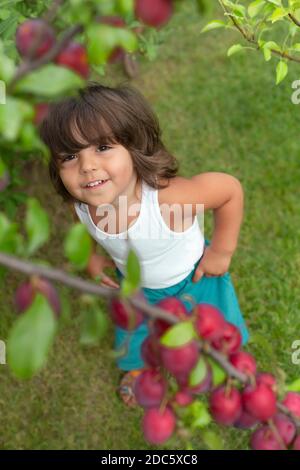 Cute toddler che guarda in su alle prugne che crescono sul ramo dell'albero Foto Stock