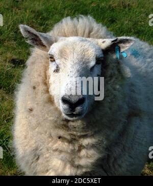 Pecore gallesi di montagna, primo piano con etichetta auricolare in gallese, Mynydd Cymreig. Una razza di piccole e dure pecore allevate in zone superiori delle montagne gallesi Foto Stock