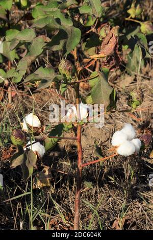 Piante di cotone in un campo agricolo del Kansas colpo closeup con cotone maturo e cotone ancora in baccelli. Foto Stock