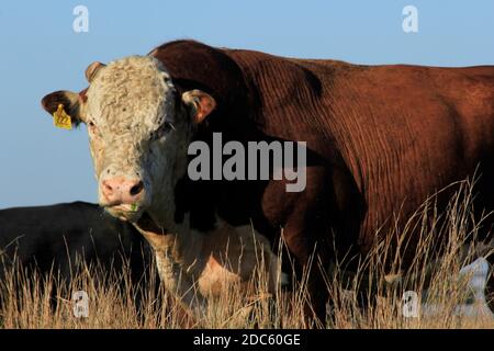 Big Hereford Bull in un pascolo del Kansas con cielo blu in una giornata colorata con erba. Foto Stock