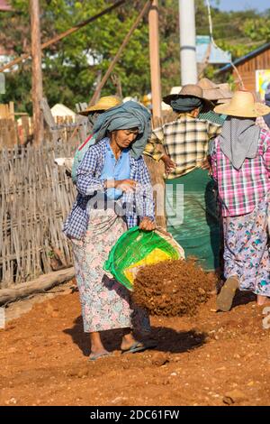 Gli abitanti del villaggio intraprendono lavori manuali di costruzione stradale a West Phwar Saw Village, Bagan, Myanmar (Birmania), Asia nel mese di febbraio - donna che svuota il cestino Foto Stock