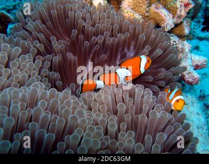Ocellaris pesce pagliaccio in Anemone, Isole Similan, Mare delle Andamane, Thailandia, fotografia subacquea Foto Stock