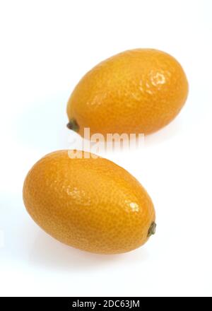 KUMQUAT Fortunella margarita contro uno sfondo bianco Foto Stock