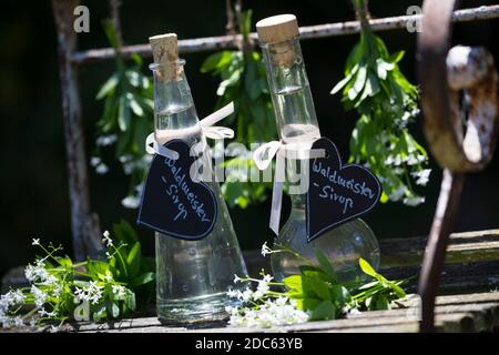 Waldmeister-Sirup, Waldmeistersirup, Sirup, Waldmeister, Wald-Meister, Wohlriechendes Labkraut, Galium odoratum, Woodruff dolce, bedpaglierino profumato Foto Stock