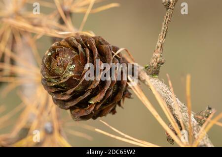 Larice europeo (Larix decidua) albero - primo piano di cono femmina durante l'autunno, autunno, novembre Foto Stock