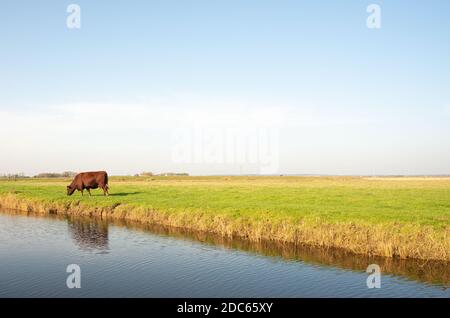 Mucca marrone che pascolano su prateria accanto ad un ruscello, con un cielo blu chiaro sopra, a Fairfield in Kent, Inghilterra. Foto Stock