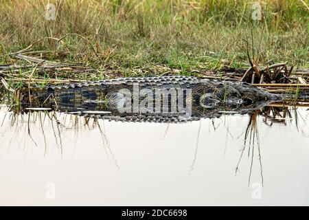 Un coccodrillo del Nilo con un bel riflesso; sul bordo dell'acqua del fiume Zambesi. Foto Stock