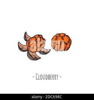 Cloudberry. Oggetti isolati su bianco. Illustrazione di cartoni animati vettoriali. Stile disegnato a mano. Illustrazione Vettoriale