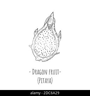 Fetta di frutta drago. Oggetto isolato su sfondo bianco. Stile disegnato a mano. Illustrazione di cartoni animati vettoriali. Illustrazione Vettoriale