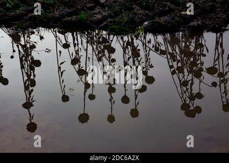 Girasoli morti che si riflettono in una pozza d'acqua Foto Stock