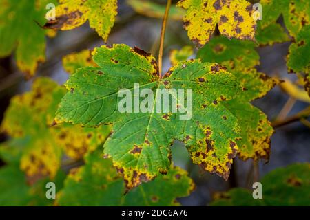 Belle foglie d'autunno gialle, arancioni e verdi. Foto della contea di Scania, Svezia meridionale Foto Stock