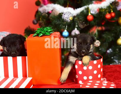 Doggies look out di strisce e macchiato scatole Natale su sfondo rosso. Il Pet come xmas presente nei pressi di abete. I cuccioli in confezioni regalo. Xmas holiday concetto. Foto Stock