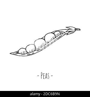 Piselli. Illustrazione vettoriale. Oggetto isolato su sfondo bianco. Stile disegnato a mano. Illustrazione Vettoriale