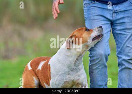 American Pit Bull Terrier cane accompagnando il suo proprietario mentre fanno una passeggiata in campagna. Amicizia e concetto di protezione Foto Stock