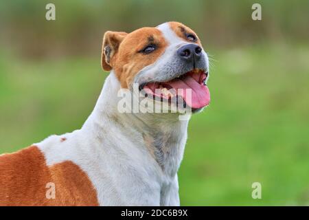 ritratto di un cane purebred americano pitbull terrier sorridente con la sua lingua fuori mentre gioca e divertirsi correndo intorno al campo. copia spazio Foto Stock