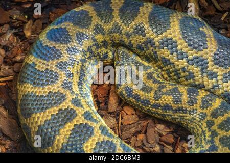 Singolo giallo Anaconda - latino Eunectes notaeus - serpente conosciuto anche come anaconda paraguayana nativamente abita tropicale Sud America, in uno zoologico Foto Stock