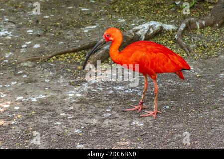 Single Scarlet Ibis - latin Eudocimus ruber - uccello tropicale che abita nativamente in Sud America e Isole dei Caraibi, uno degli uccelli nazionali di Trinidad Foto Stock