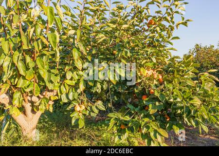 Raccolta. Alberi di persimmon con fogliame verde e rami cosparsi di frutti appesi maturi su sfondo sfocato Foto Stock