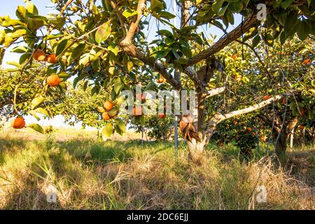 Raccolta. Alberi di persimmon con fogliame verde e rami cosparsi di frutti appesi maturi su sfondo sfocato Foto Stock