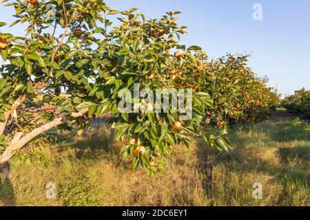 Raccolta. Alberi di persimmon con fogliame verde e rami cosparsi di frutti appesi maturi su sfondo sfocato Foto Stock