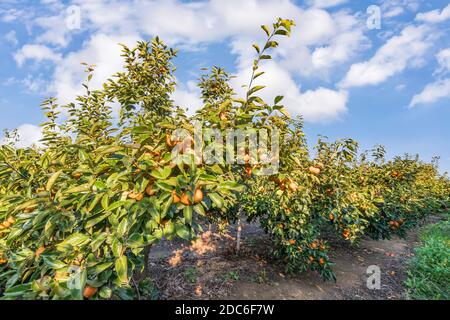 Raccolta. Alberi di persimmon con fogliame verde e rami cosparsi di frutti appesi maturi su sfondo sfocato Foto Stock