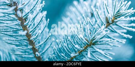 Rami di pino blu. Ramo di pino sempreverde congelato in una delle prime mattine fredde. Brina sul ramo giovane dell'abete verde, aghi da vicino Foto Stock