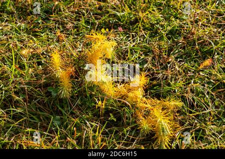 primo piano di una pianta di spurge di cipresso con piccole foglie gialle in un prato in autmn Foto Stock