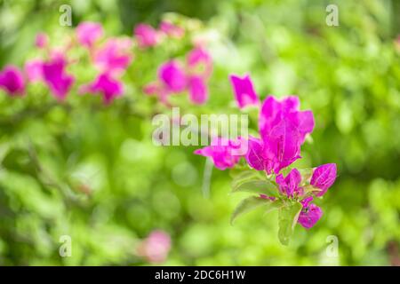 Fiori di bouganville in fiore su albero. Fiori magenta. Sfondo floreale con la natura offuscata del giardino Foto Stock