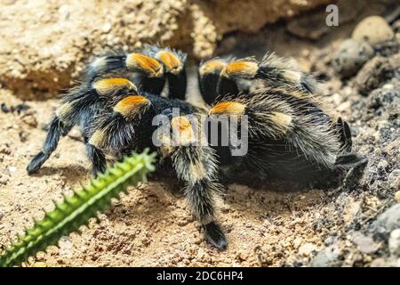 Single messicano Redknee Tarantula ragno - brachipelma smithi latino - abitando nativo Messico in un giardino zoologico terrarium Foto Stock