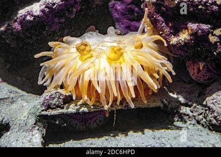 Single Norwegian Sea Anemone - latin Actiniarnia - abitare mare acque costiere Norvegia, in un giardino zoologico acquario marino Foto Stock