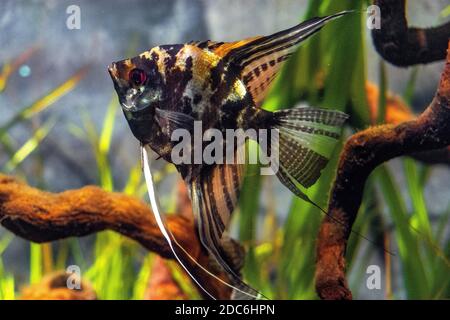 Single Freshwater Angelfish - latin Pterophyllum scalare - conosciuto anche come Angelfish, abitando nativamente il bacino amazzonico del Sud America in uno zoologico Foto Stock