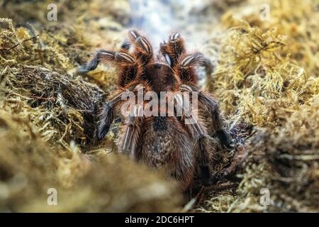 Single Cileno Rose Tarantula ragno - latin Gramostola rosea - conosciuto anche come Rose capelli tarantula, cileno fuoco tarantola nativo abitano in Cile Foto Stock