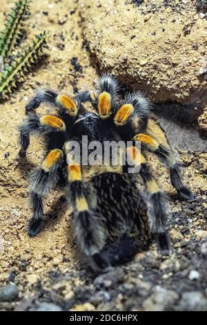 Single messicano Redknee Tarantula ragno - brachipelma smithi latino - abitando nativo Messico in un giardino zoologico terrarium Foto Stock