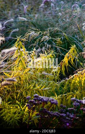 Amsonia ciliata - fogliame autunnale Foto Stock