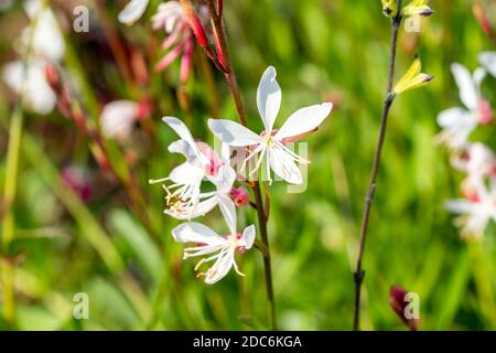 Gaura lindheimeri 'Sparkle White' un fiore bianco rosa estivo d'autunno Pianta comunemente conosciuta come immagine di stock del beeblossom di Lindheimer Foto Stock