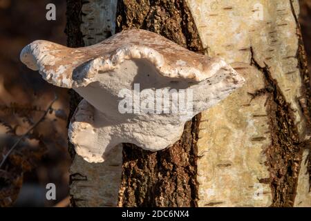 Birch Polyporo o Razor Stop Fungus, Suffolk UK Foto Stock