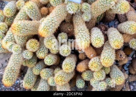 Il cactus di pizzo d'oro pianta - latino Mammillaria allungata - conosciuto anche come cactus di Ladyfinger nativo del Messico centrale, in un giardino botanico Centr Foto Stock