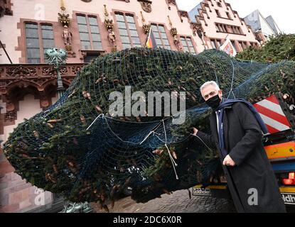 Francoforte, Germania. 19 novembre 2020. Peter Feldmann (SPD), sindaco della città di Francoforte sul meno, si trova sulla Römerberg di fronte al municipio di Römer, di fronte all'albero di Natale di Francoforte. L'abete austriaco chiamato 'Bertl' arrivò al mattino. L'albero proviene dalla terra di Gröbminger nella regione di vacanza della Stiria Schladming-Dachstein. (A dpa ''Bertl''' c'è: Albero di Natale è messo in su al Römer') Foto: Arne Dedert/dpa Credit: dpa Picture Alliance/Alamy Live News Foto Stock