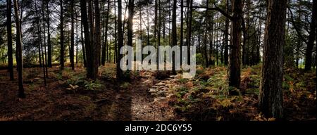 Fotografia panoramica della foresta illuminata sul retro con olmo e cenere alberi Foto Stock