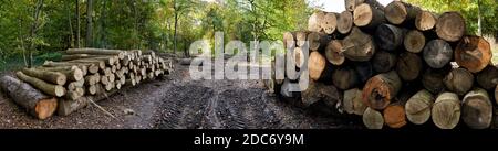 Fotografia panoramica di pile di tronchi in foresta durante il progetto di conservazione Foto Stock