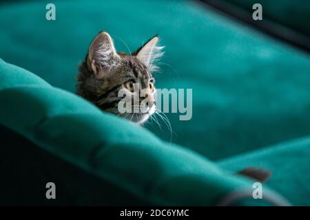 il gattino è molto bello. gattino grigio Foto Stock